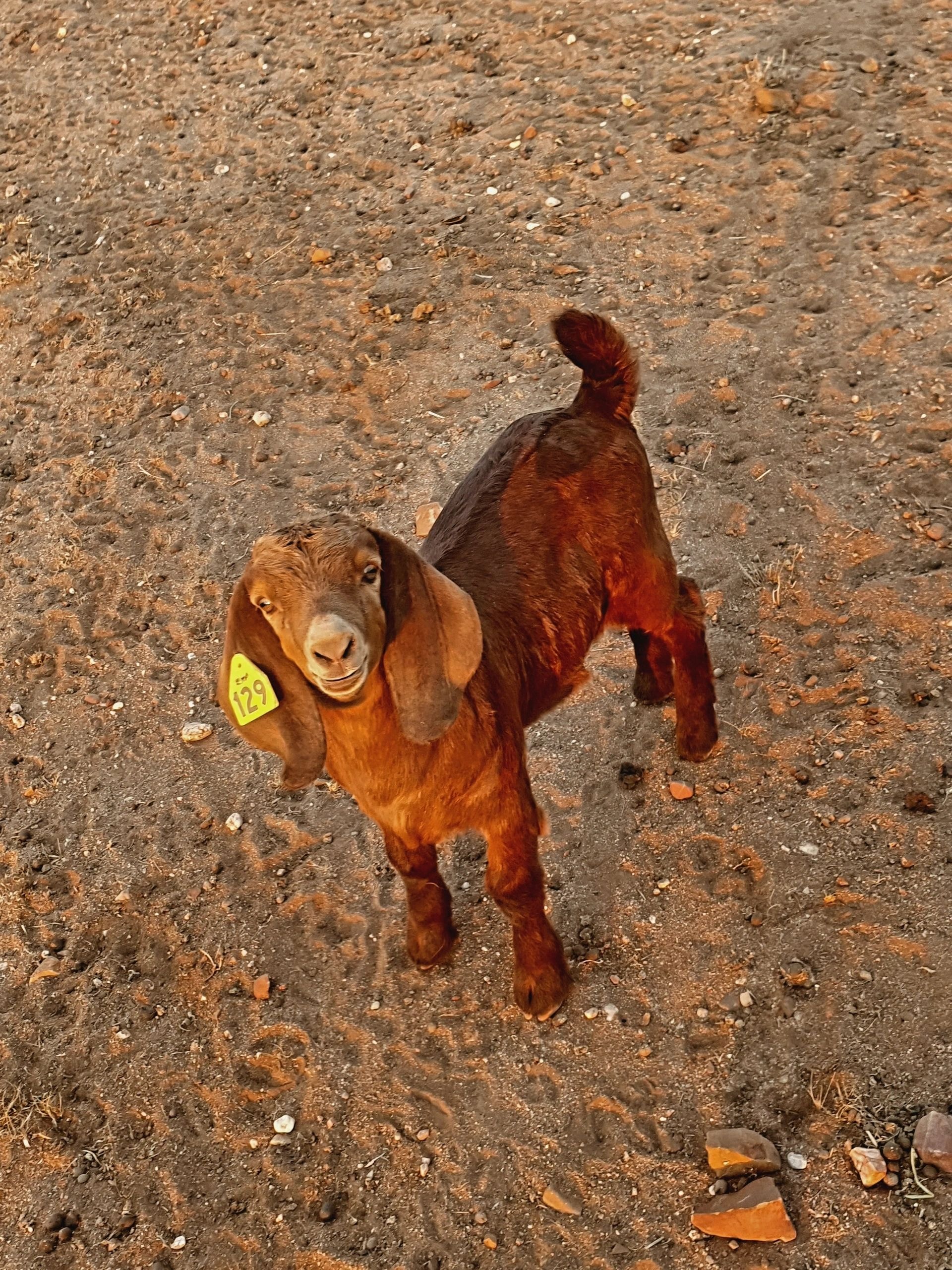 Brown goat with ear tag standing