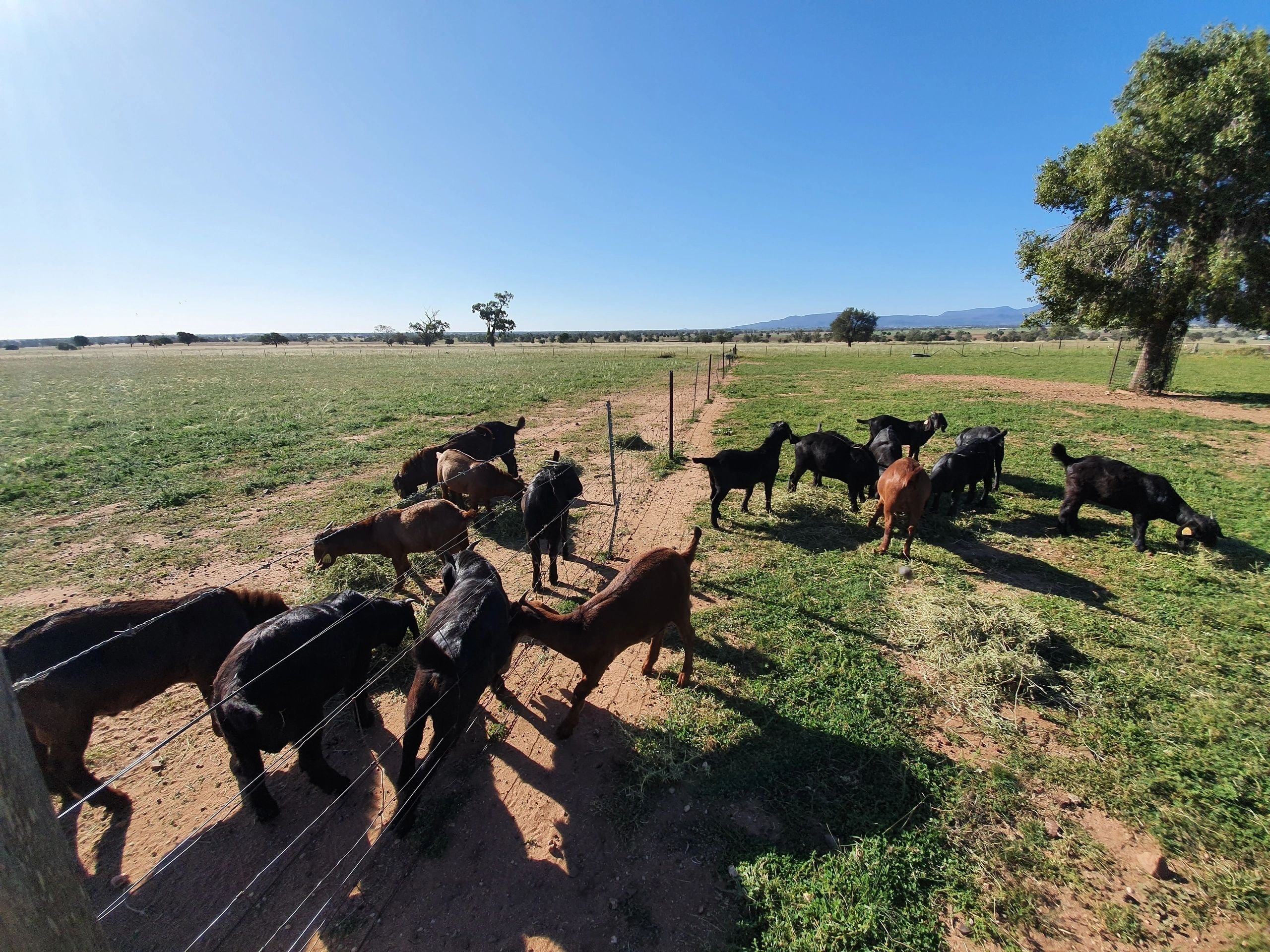 Goats grazing at True Western Goat Stud