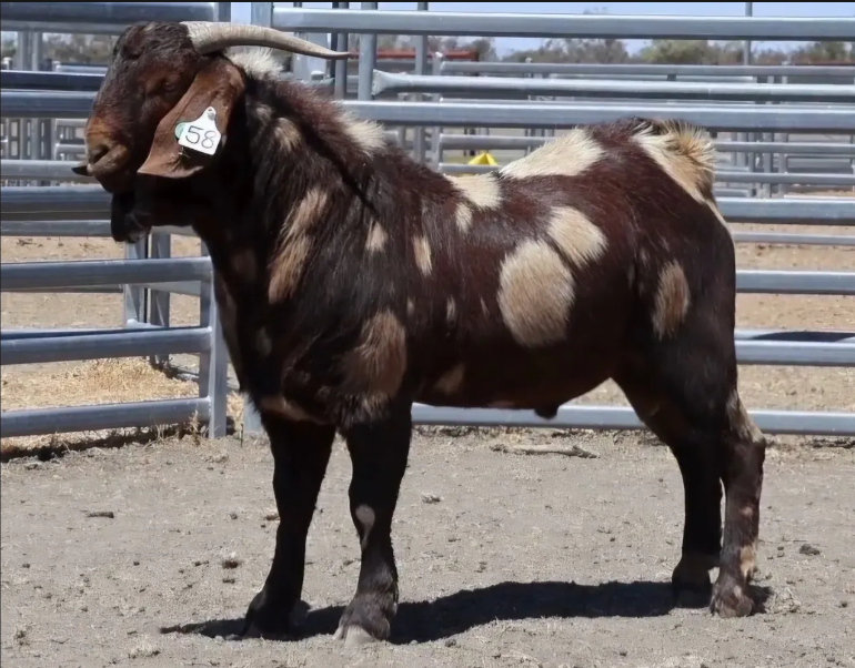 Amarillo at livestock show