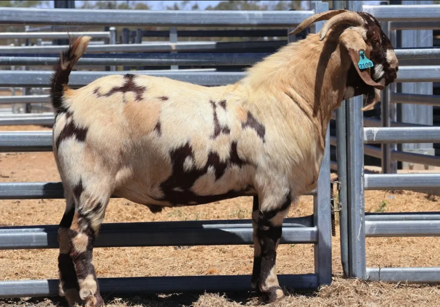 Amarillo spotted goat in pen