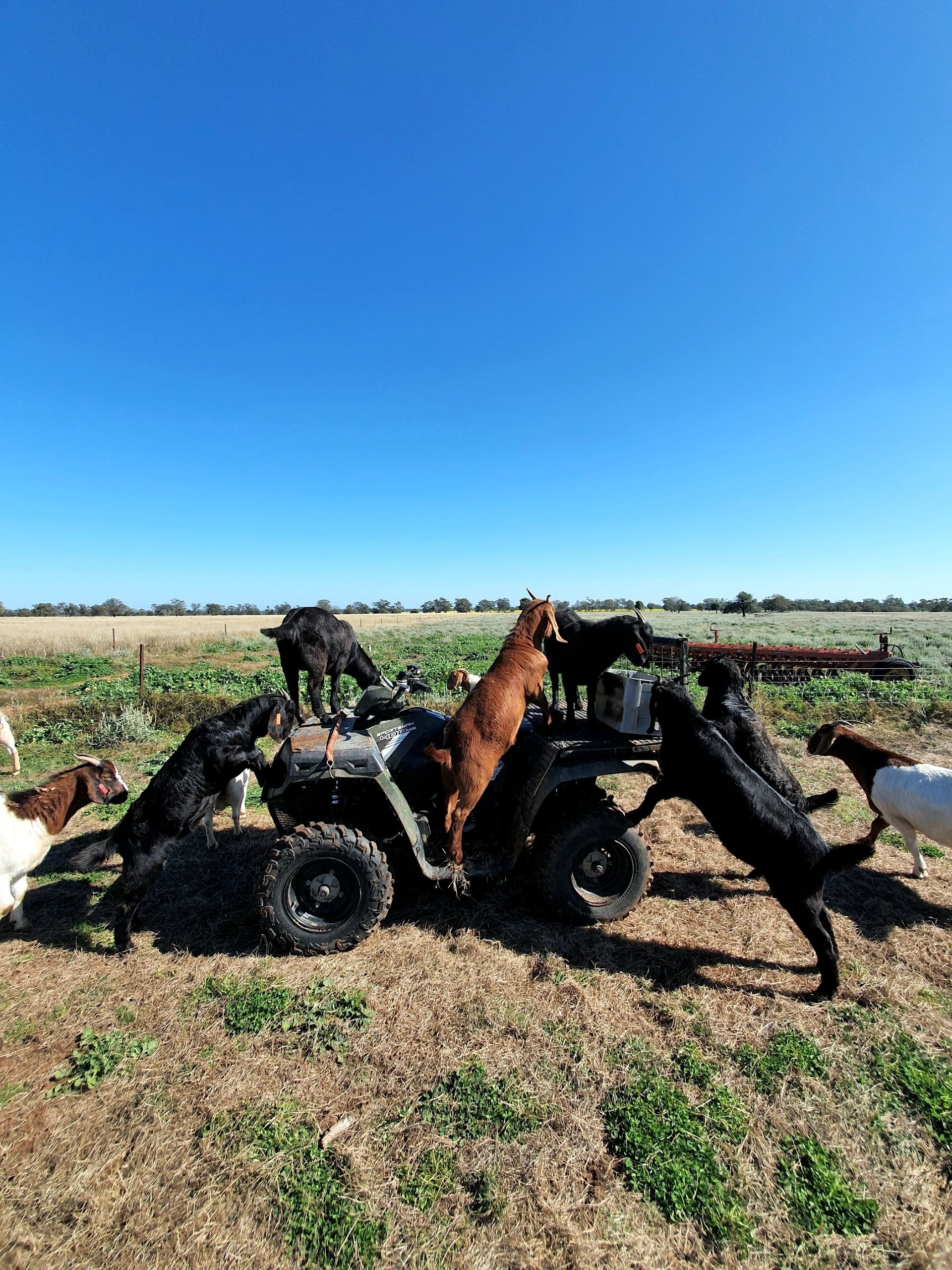 Goats climbing on ATV at True Western Goat Stud