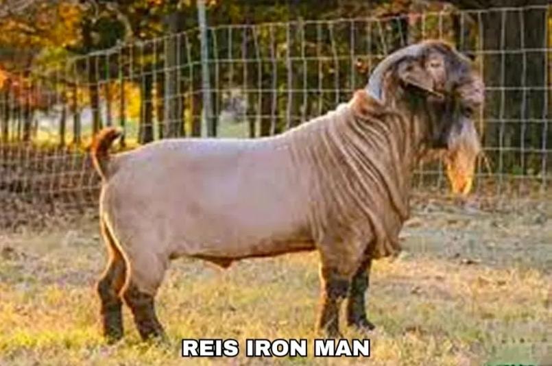Reis Iron Man