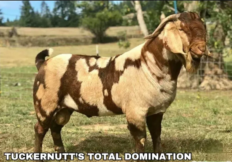 Tuckernutt's Total Domination
